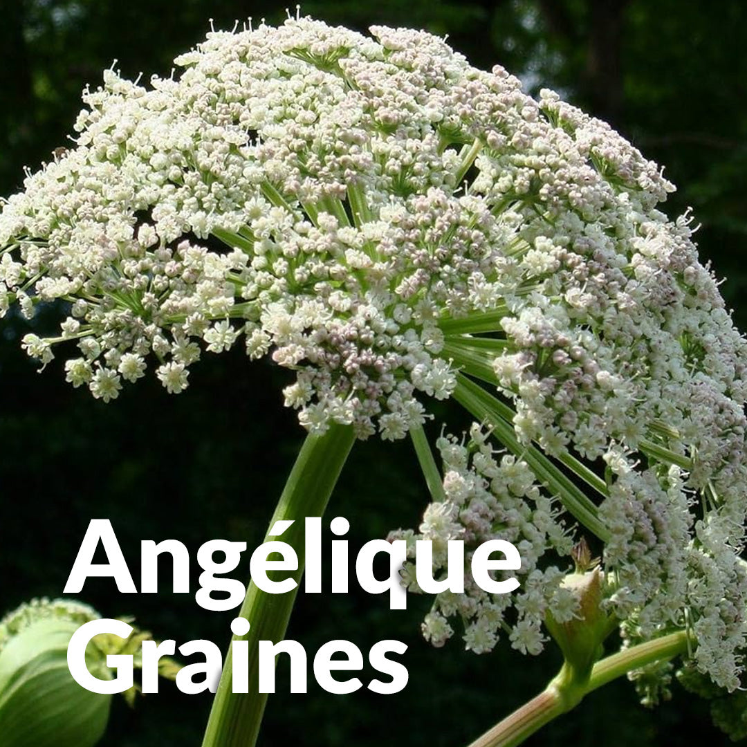 Seeds of Light ヒーリングワンド大【Angelica】 Seeds of Light ヒーリングワンド大【Angelica】 【公式通販】