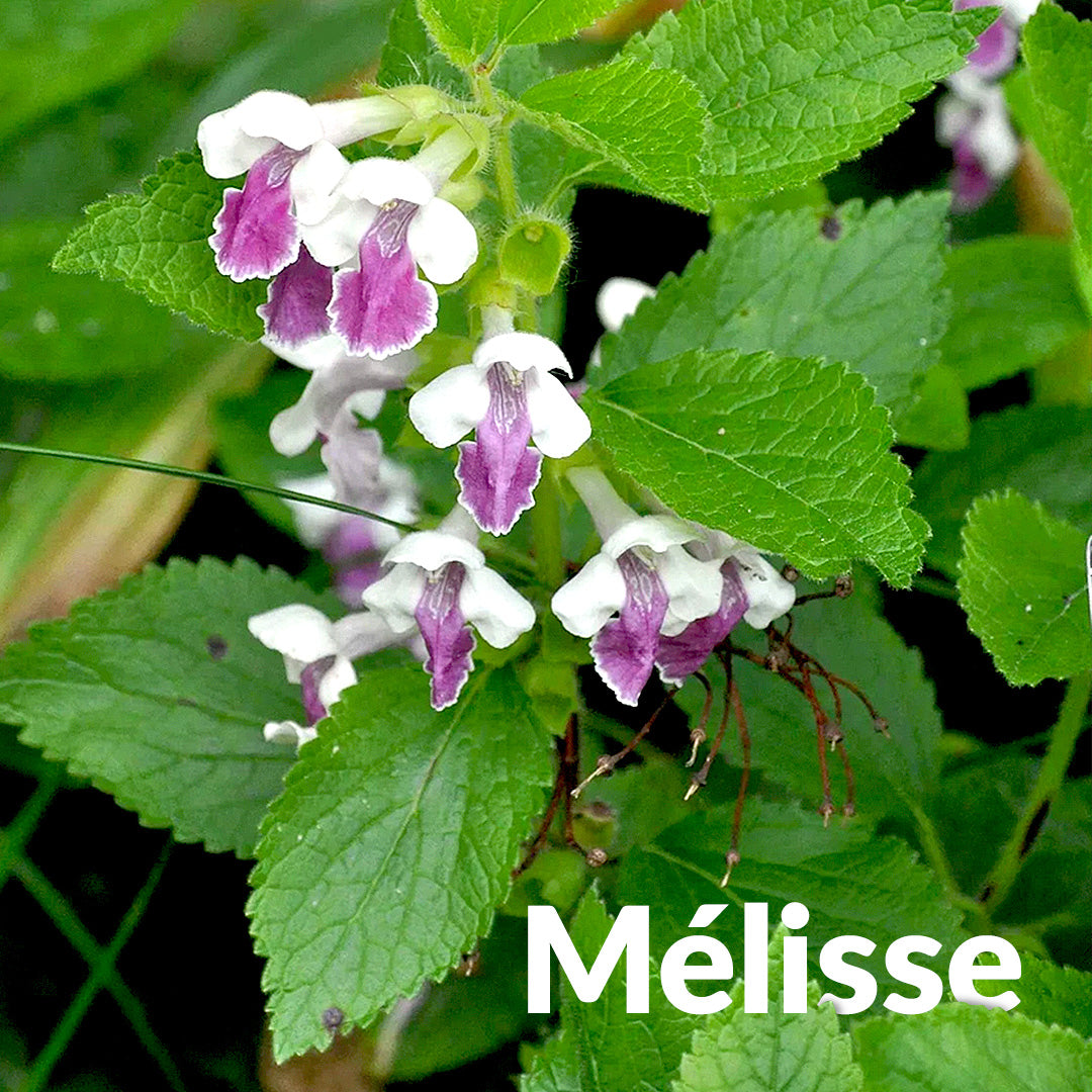 Lemon balm – Essenciagua
