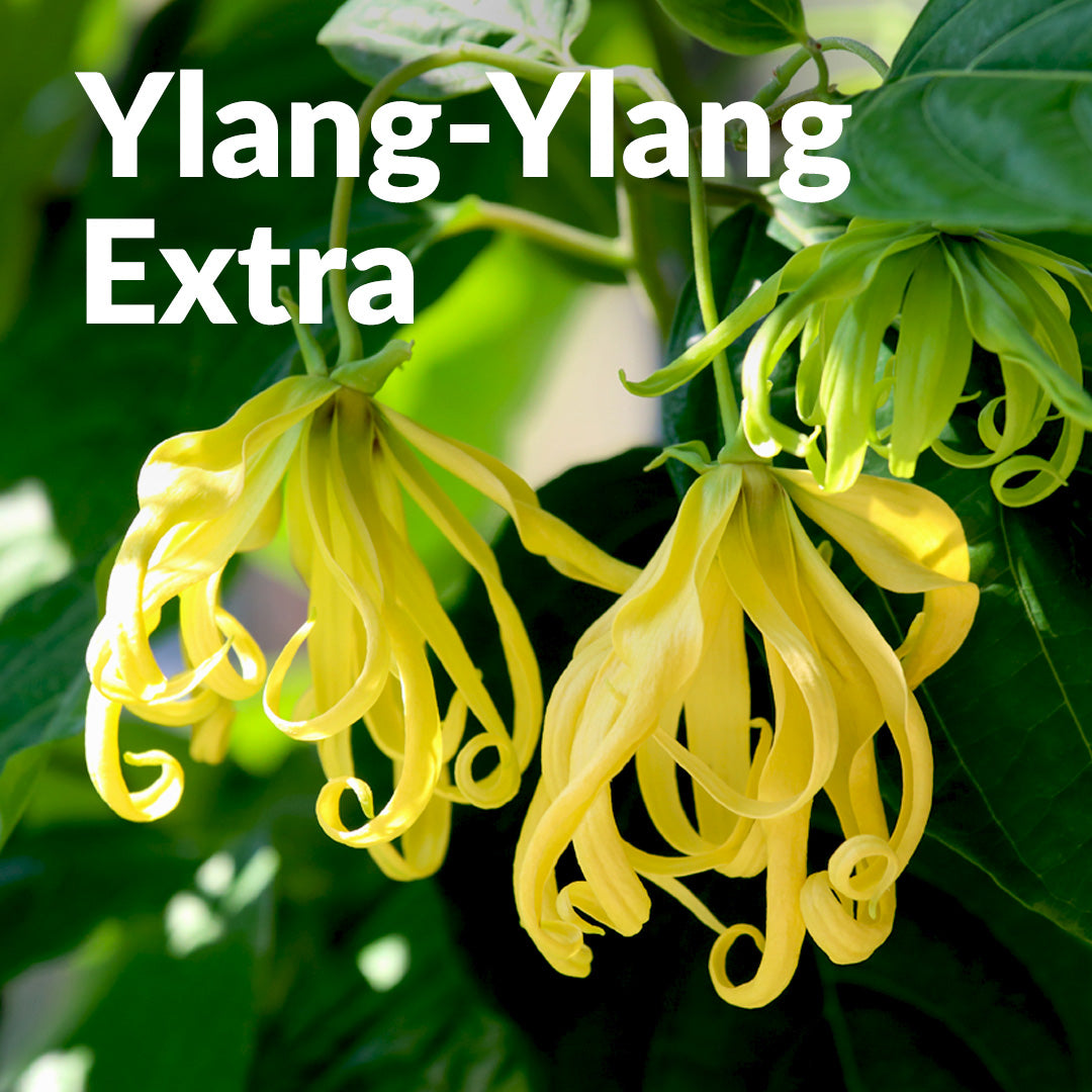 Ylang ylang extra  Essenciagua