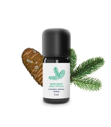 Essential Oil Giant fir