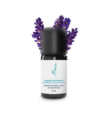 Essential Oil Angustifolia pharmacy lavender from Tarn