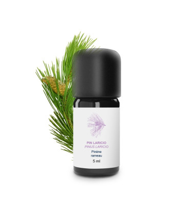 Huile essentielle de Pin Laricio (Pinus Laricio) bio et artisanale