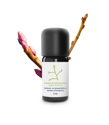 Organic and handmade Blackcurrant essential oils