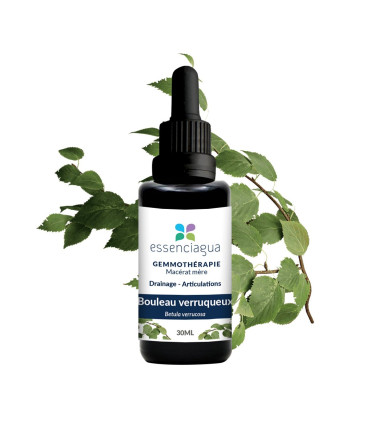 Macérat de bourgeons bio Bouleau verruqueux 100% Bio et Artisanal