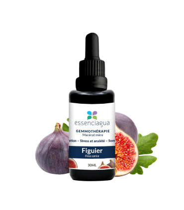 Bio-Mazerat aus Bio-Feigenknospen 100% Bio und Handwerklich