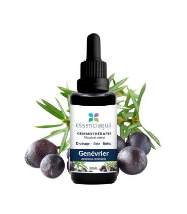 Bio-Mazerat aus Wacholderknospen 100% Bio und Handwerklich