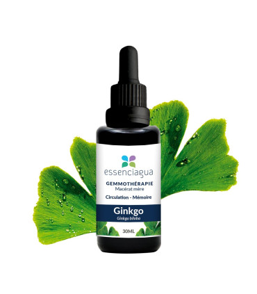 Macero di germogli bio Ginkgo 100% Bio e Artigianale