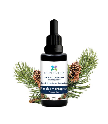 Macero di germogli bio di Pino di montagna 100% Biologico e Artigianal