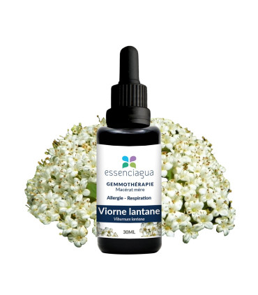 Macero di germogli bio Viburno lantana 100% Bio e Artigianale