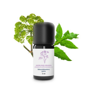 Huile essentielle d'Angélique graines bio et artisanale
