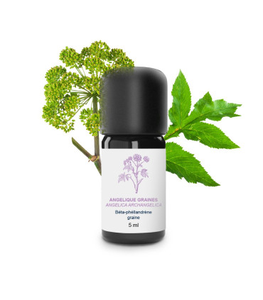 Olio essenziale di semi di Angelica bio e artigianale