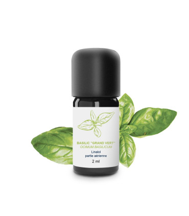 Huile essentielle de Basilic Grand Vert à linalol bio artisanale