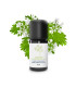 Organic and artisanal Coriander (seeds) essential oil