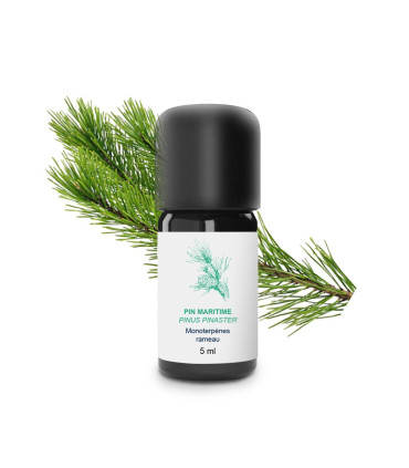 Aceite esencial de Pino Marítimo bio y artesanal