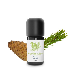 Huile essentielle de Pin Sylvestre bio et artisanale