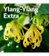 Olio Essenziale di Ylang Ylang extra bio & artigianale