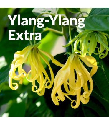 Aceite Esencial de Ylang Ylang extra bio & artesanal