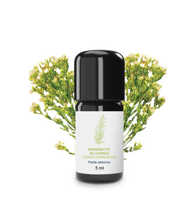 Huile Essentielle de Vergerette du Canada