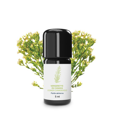 Essential Oil of Canadian Fleabane