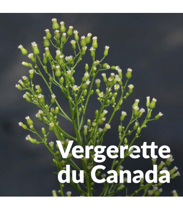 Hydrolat de Vergerette du Canada