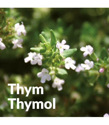 Essential Oil of Thymol Thyme (Common Thyme) organic and artisanal