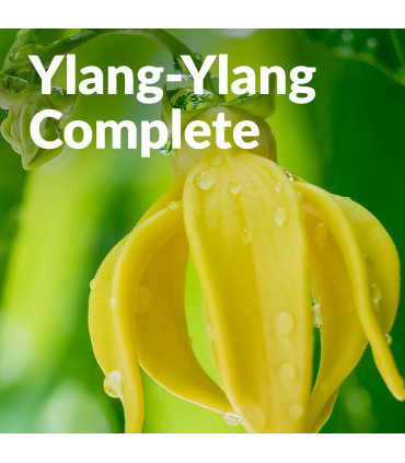 Huile essentielle d'Ylang Ylang Complète  bio et artisanale