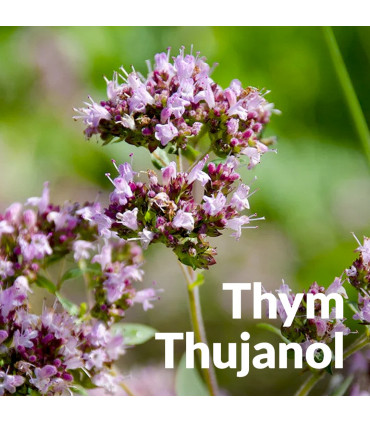 Hydrolat de Thym Thujanol bio et artisanal