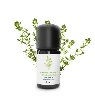 Essential Oil Thyme Paracymene (common thyme) organic & artisanal