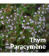 Essential Oil Thyme Paracymene (common thyme) organic & artisanal