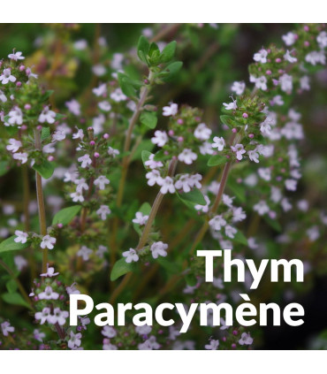 Essential Oil Thyme Paracymene (common thyme) organic & artisanal