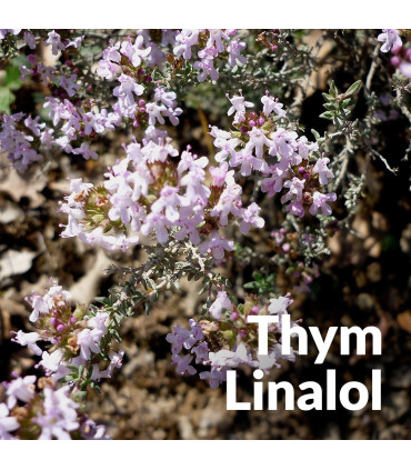 Aceite esencial de Tomillo Linalol (Tomillo común) orgánico y artesana