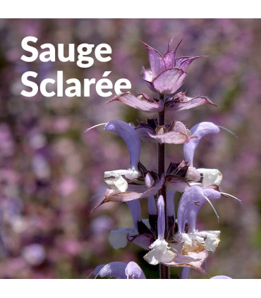 Idrolato di Salvia Sclarea bio e artigianale