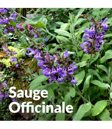 Hydrolat de Sauge Officinale bio et artisanal I Essenciagua