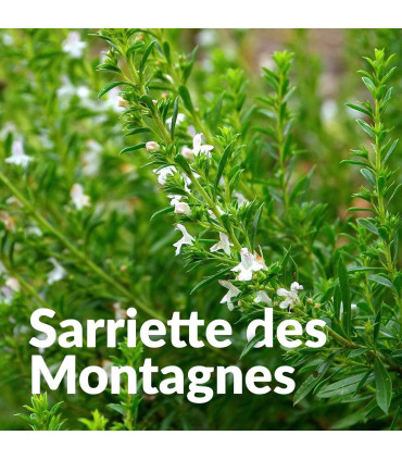 Olio essenziale di Satureja Montana, biologico e artigianale