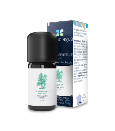 Essential oil of Silver Fir (White Fir), organic and handmade