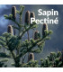 Hydrolat de Sapin Pectiné bio et artisanal