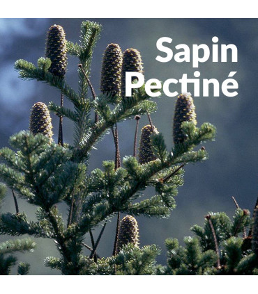 Hydrolat de Sapin Pectiné bio et artisanal