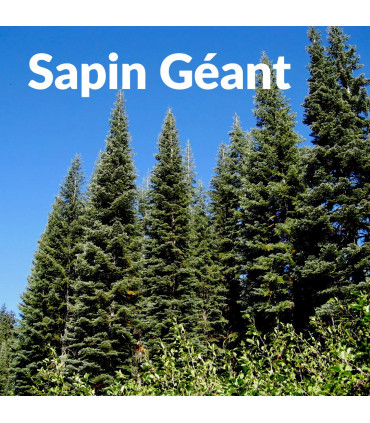 Organic and Artisanal Giant Fir Hydrosol