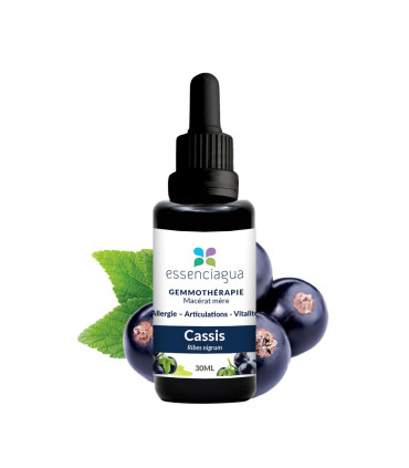 Mazeration von Bio-Knospen Schwarze Johannisbeere 100% Bio und Handwer