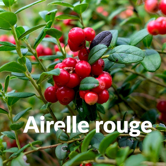 Airelle rouge (Bourgeon)