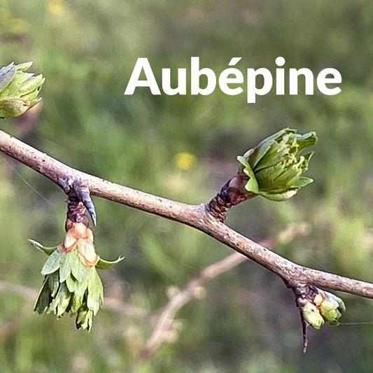 Aubépine (Bourgeon)