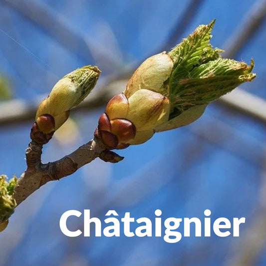 Châtaignier (Bourgeon)