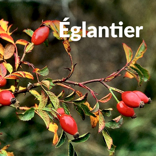 Églantier (Bourgeon)