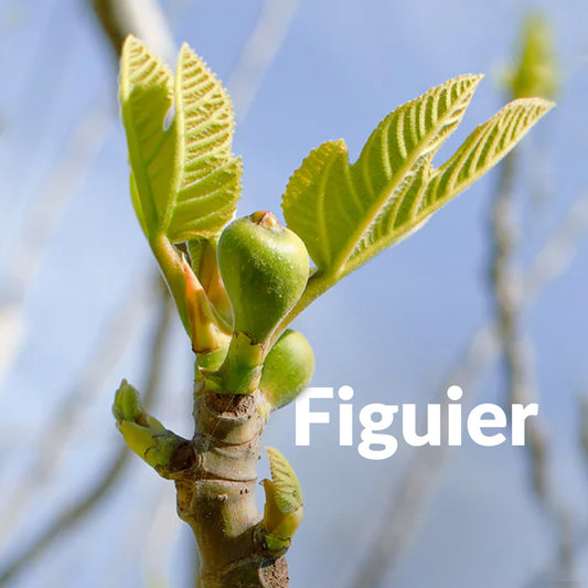 Figuier (Bourgeon)
