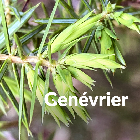 Genévrier (Bourgeon)