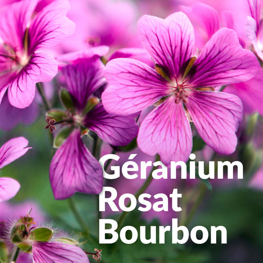 Géranium type bourbon