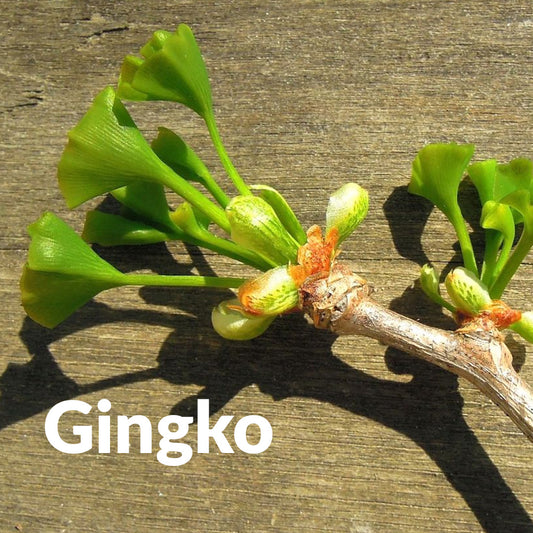 Ginkgo (Bourgeon)