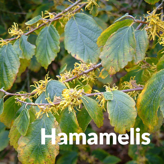 Hamamelis