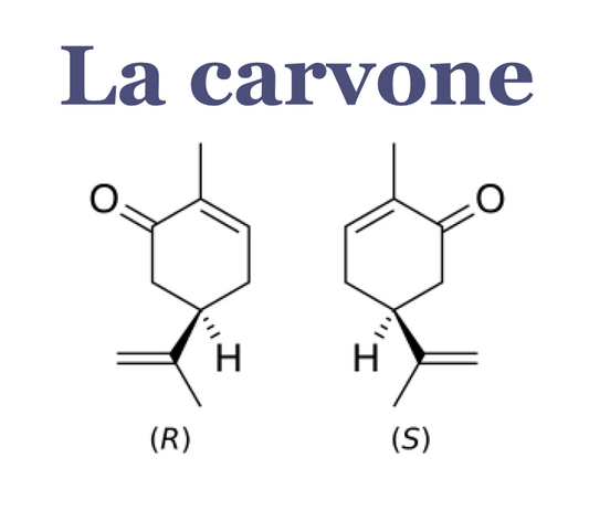 Carvone : entre prudence réglementaire et usage raisonné en phyto-aromathérapie