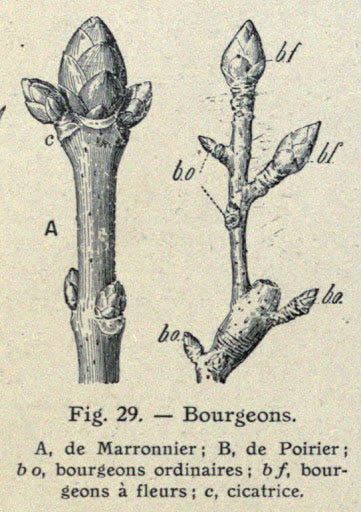 Histoire de la Gemmothérapie